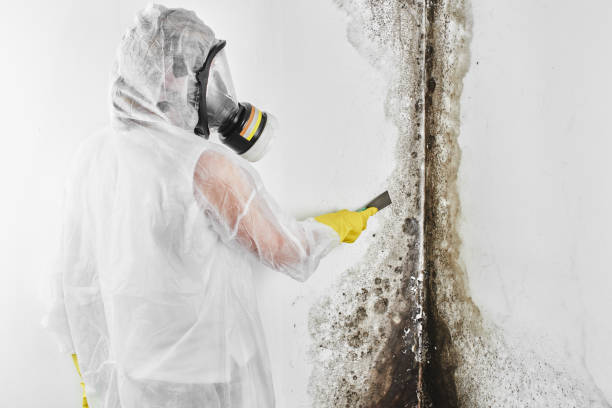 Best Black Mold Removal  in Rouses Point, NY