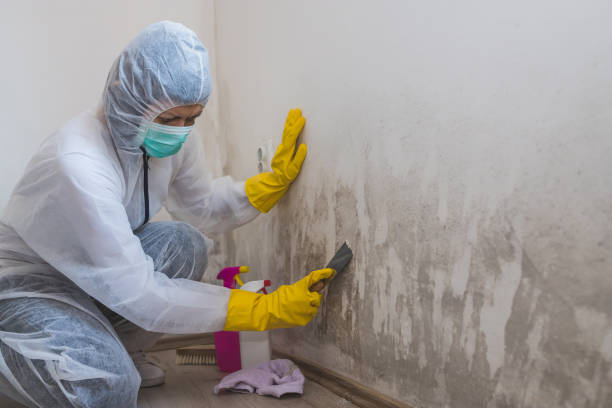 Best Local Mold Removal Service  in Rouses Point, NY