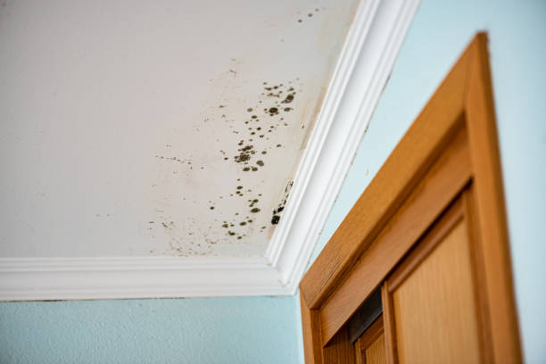 Best Fast Mold Removal  in Rouses Point, NY