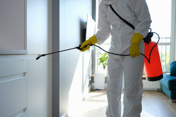 Best Attic Mold Removal  in Rouses Point, NY