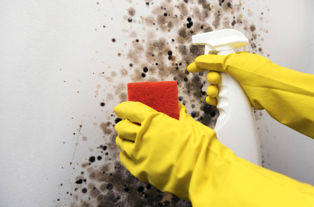 Best Certified Mold Removal  in Rouses Point, NY