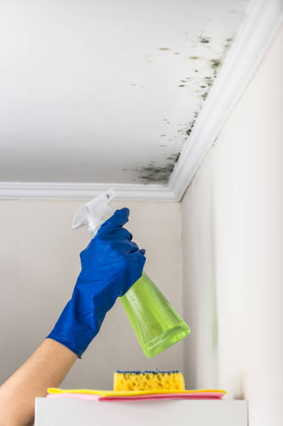 Best Residential Mold Removal  in Rouses Point, NY
