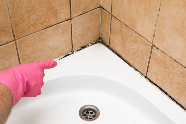 Best Mold Testing  in Rouses Point, NY