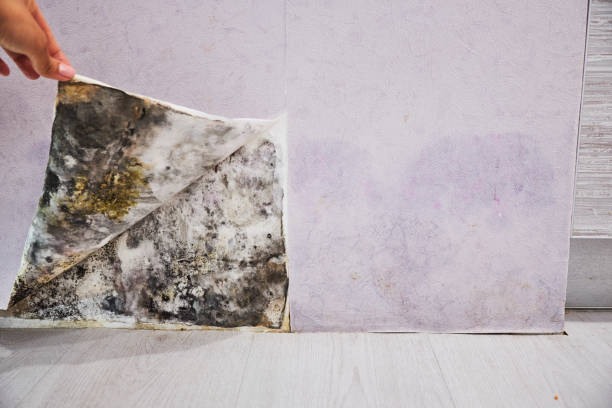 Best Commercial Mold Removal  in Rouses Point, NY